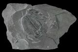 Elrathia Trilobite Molt Fossil - Utah #140124-1